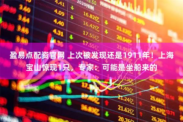 盈易点配资官网 上次被发现还是1911年！上海宝山惊现1只，专家：可能是坐船来的
